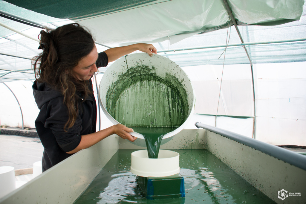 Spiruline La Craquante